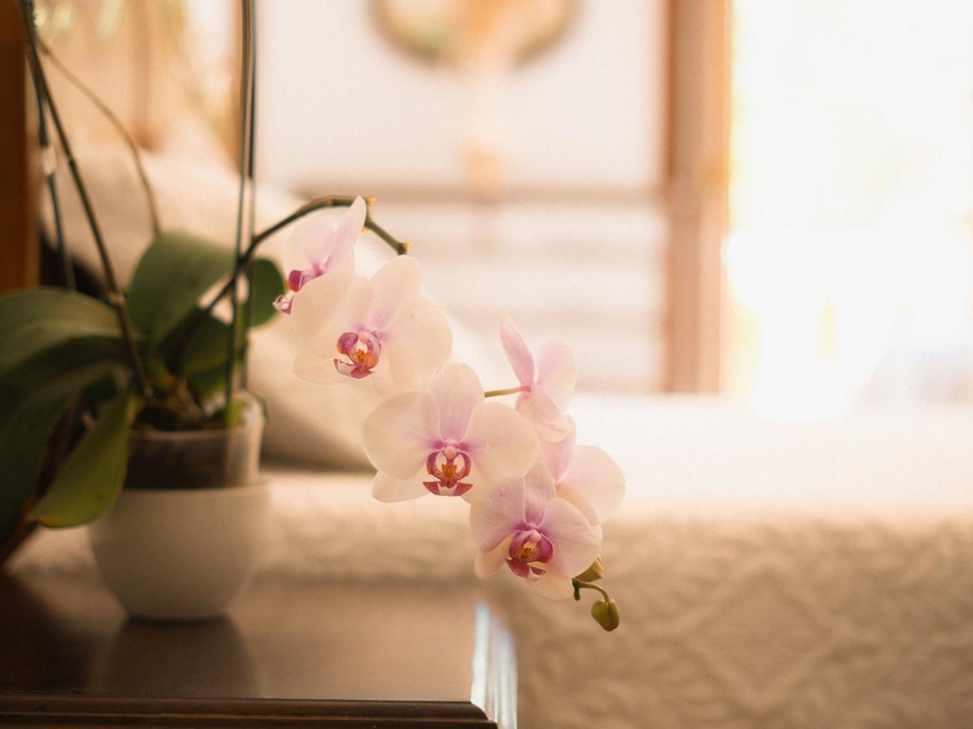 Chacara Rosa Cortiana Bed & Breakfast